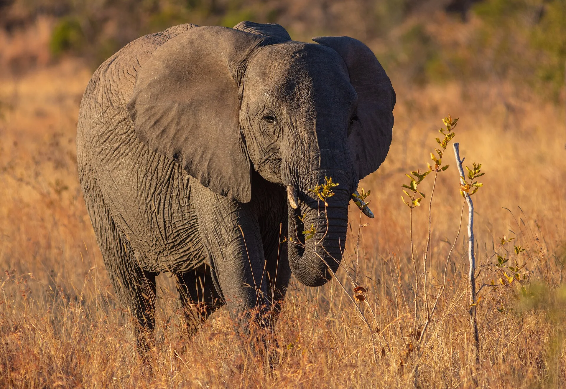 Les incontournables d'un voyage en Afrique du Sud