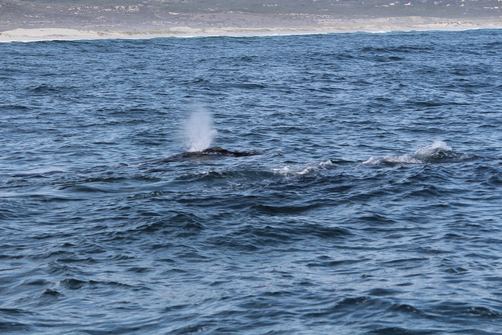 Pourquoi Hermanus est un site d'observation exceptionnel