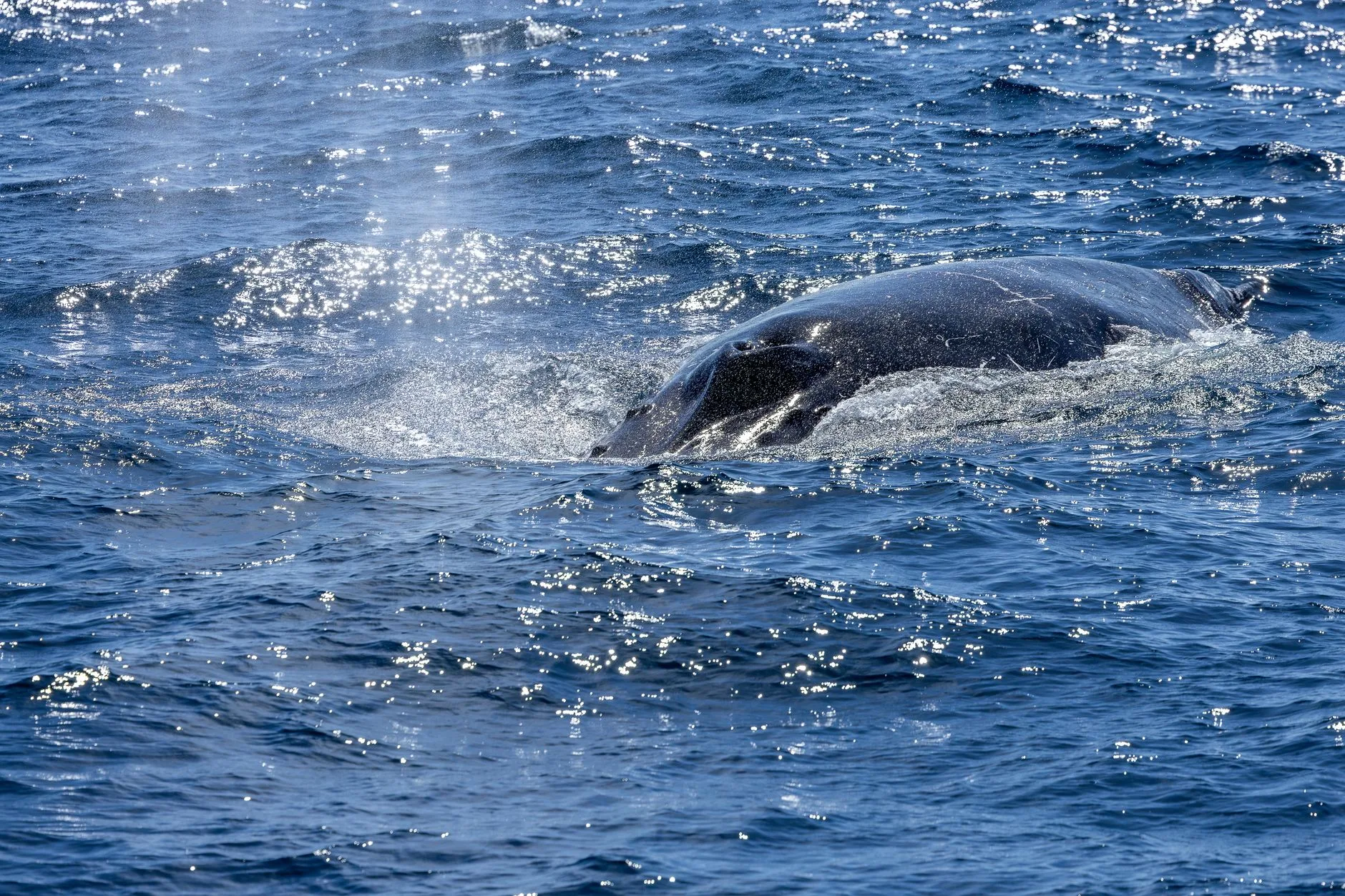 Sortie en bateau : une autre façon d'approcher les baleines