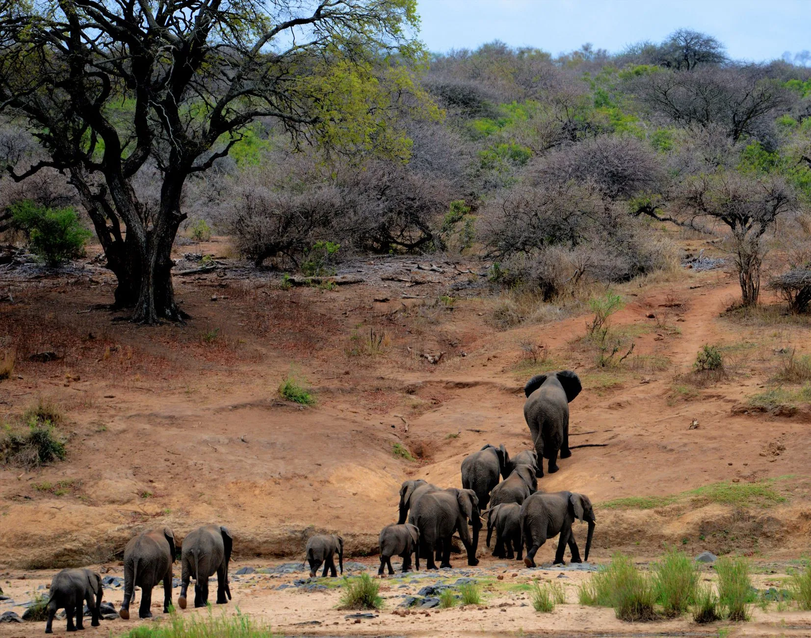 Éléphants dans la savane du parc Kruger en Afrique du Sud